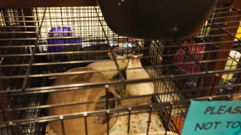 Paws at the Mall - Annapolis, MD
