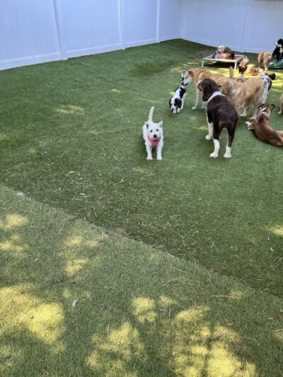 Playful Pack - Annapolis, MD