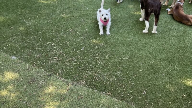Playful Pack - Annapolis, MD