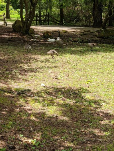 LaGarde Park - Anniston, AL