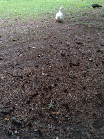 LaGarde Park - Anniston, AL