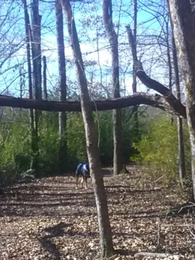 Wellborn Park - Anniston, AL