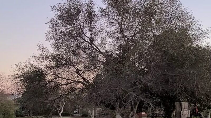 Antelope Community Park - Antelope, CA