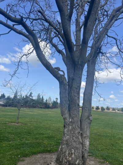 Blue Oak Park - Antelope, CA