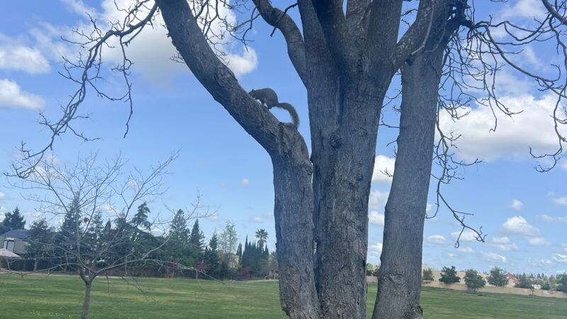 Blue Oak Park - Antelope, CA