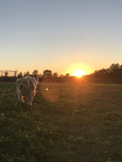 City of Antigo Dog Park - Antigo, WI