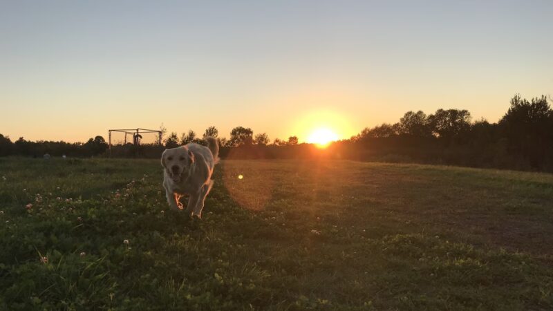 City of Antigo Dog Park - Antigo, WI