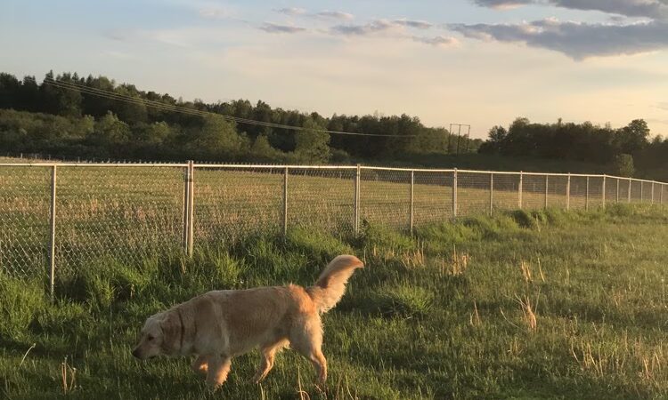 City of Antigo Dog Park - Antigo, WI