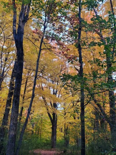 City of Antigo Springbrook Trail - Antigo, WI