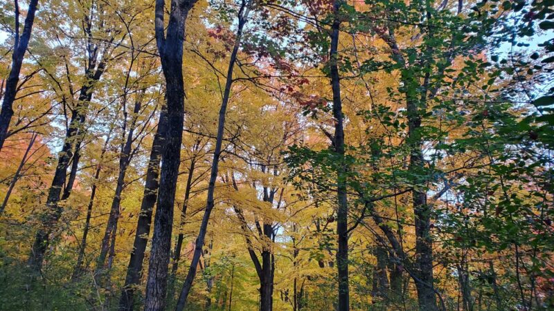 City of Antigo Springbrook Trail - Antigo, WI