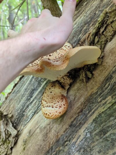 Gander Mountain Forest Preserve - Antioch, IL
