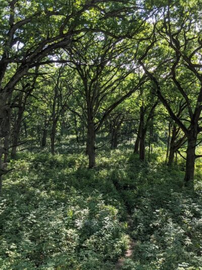 Gander Mountain Forest Preserve - Antioch, IL