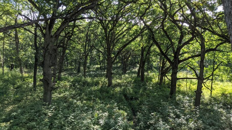 Gander Mountain Forest Preserve - Antioch, IL