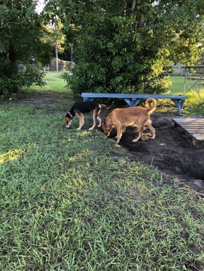 Apalachicola Dog Park - Apalachicola, FL