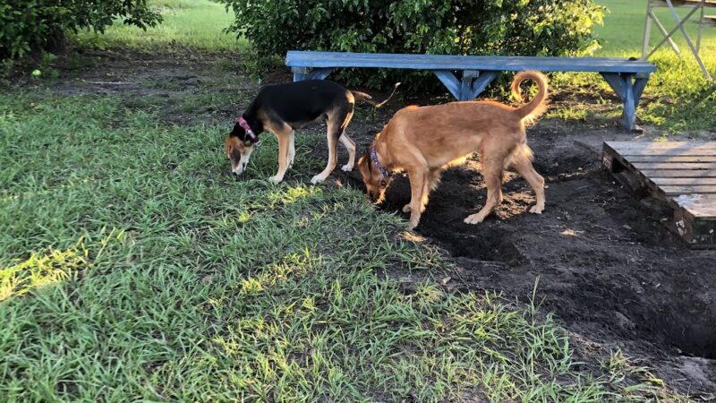 Apalachicola Dog Park - Apalachicola, FL