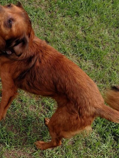 Apalachicola Dog Park - Apalachicola, FL