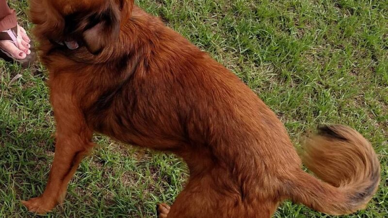 Apalachicola Dog Park - Apalachicola, FL