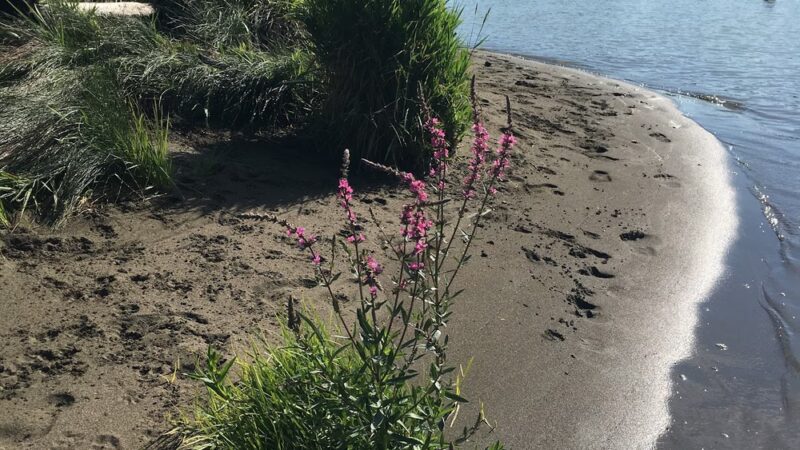 McDonald Beach Dogs Off-Leash Area - Apison, TN