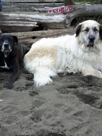 McDonald Beach Dogs Off-Leash Area - Apison, TN