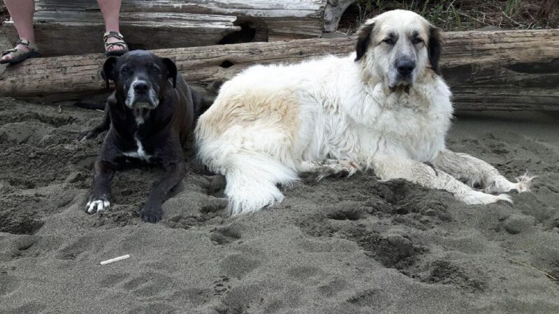 McDonald Beach Dogs Off-Leash Area - Apison, TN