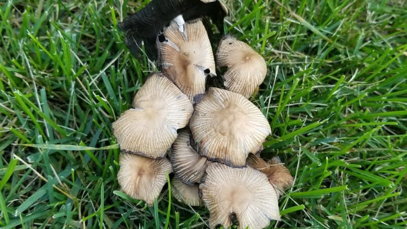 Newell Park - Apple Valley, MN