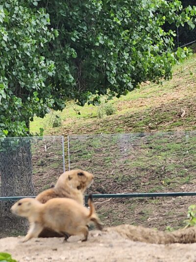 Prairie Dogs - Apple Valley, MN