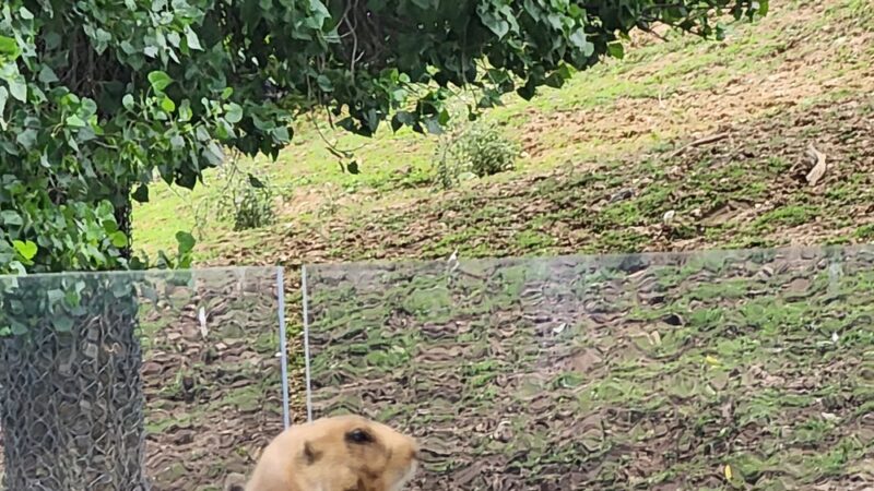 Prairie Dogs - Apple Valley, MN