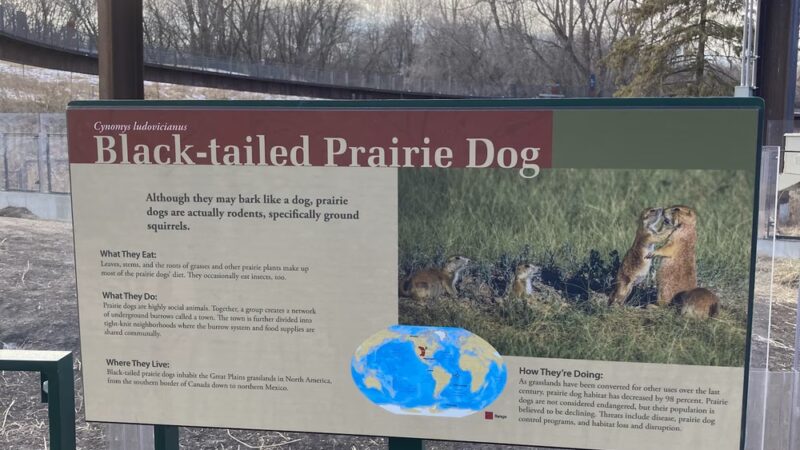 Prairie Dogs - Apple Valley, MN
