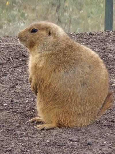 Prairie Dogs - Apple Valley, MN