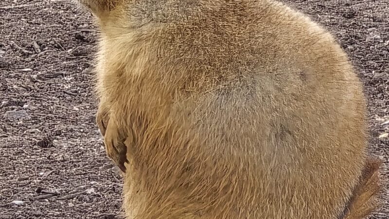 Prairie Dogs - Apple Valley, MN