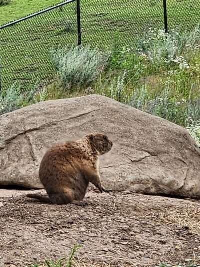 Prairie Dogs - Apple Valley, MN