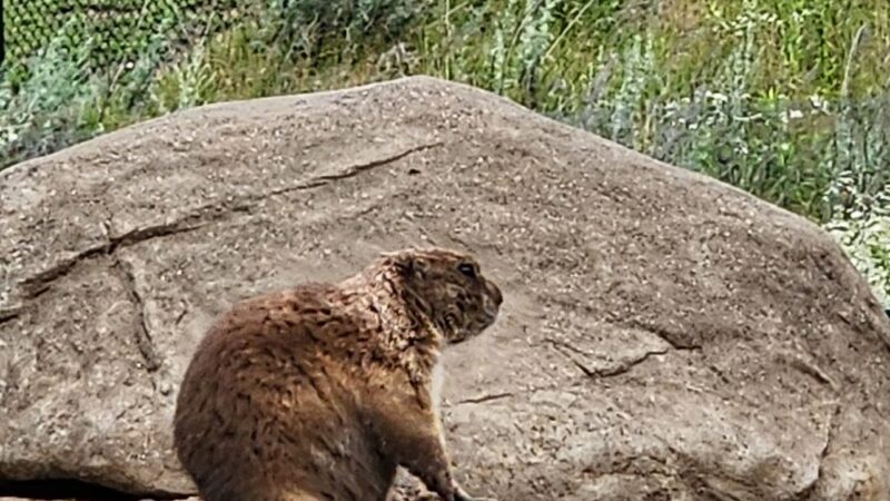 Prairie Dogs - Apple Valley, MN