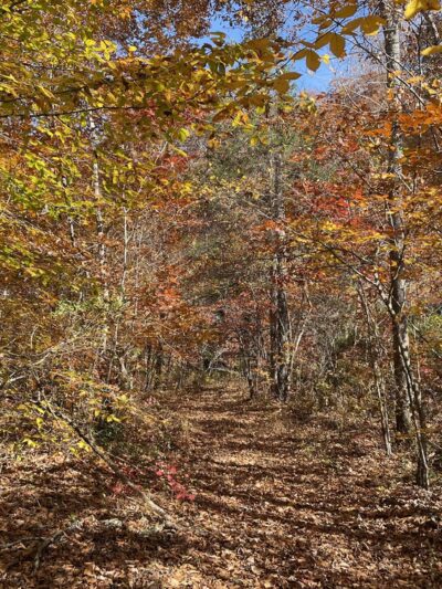 Appomattox-Buckingham State Forest - Appomattox, VA