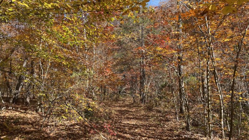 Appomattox-Buckingham State Forest - Appomattox, VA