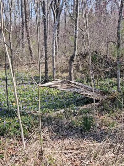 Appomattox-Buckingham State Forest - Appomattox, VA