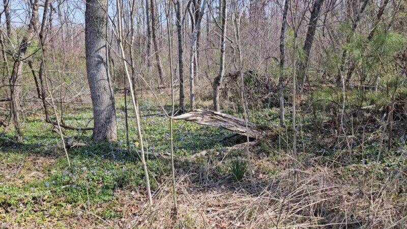 Appomattox-Buckingham State Forest - Appomattox, VA
