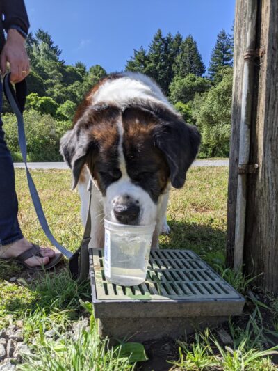 Polo Grounds Dog Park - Aptos, CA