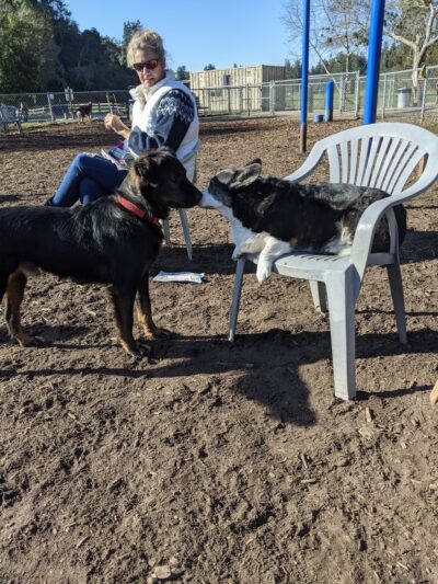 Polo Grounds Dog Park - Aptos, CA