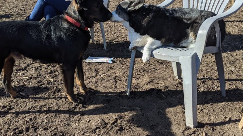 Polo Grounds Dog Park - Aptos, CA