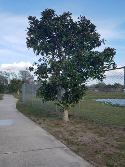 Brewer park - Arcadia, FL