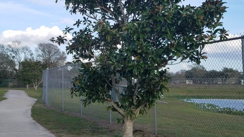 Brewer park - Arcadia, FL
