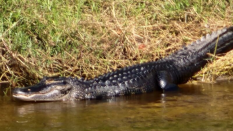 DeSoto Veterans Memorial Park - Arcadia, FL
