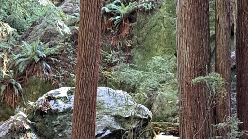 Arcata Community Park - Arcata, CA