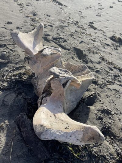 Mad River Beach County Park - Arcata, CA