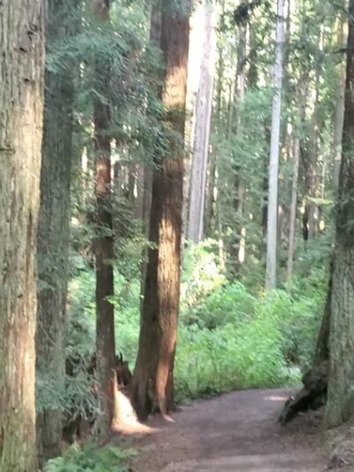 Redwood Park - Arcata, CA