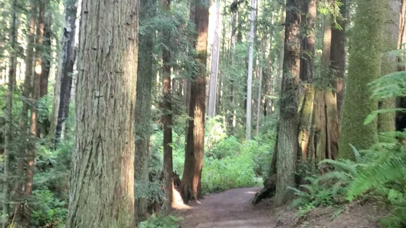 Redwood Park - Arcata, CA