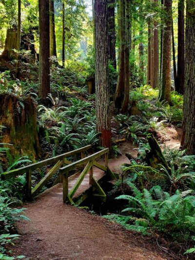 Redwood Park - Arcata, CA