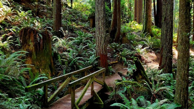 Redwood Park - Arcata, CA