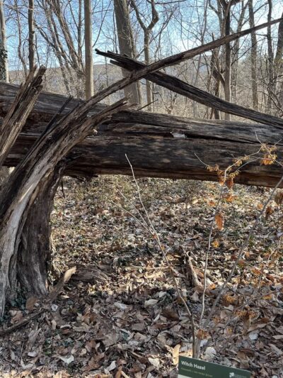 Haverford College Nature Trail - Ardmore, PA