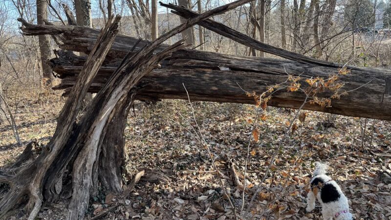 Haverford College Nature Trail - Ardmore, PA